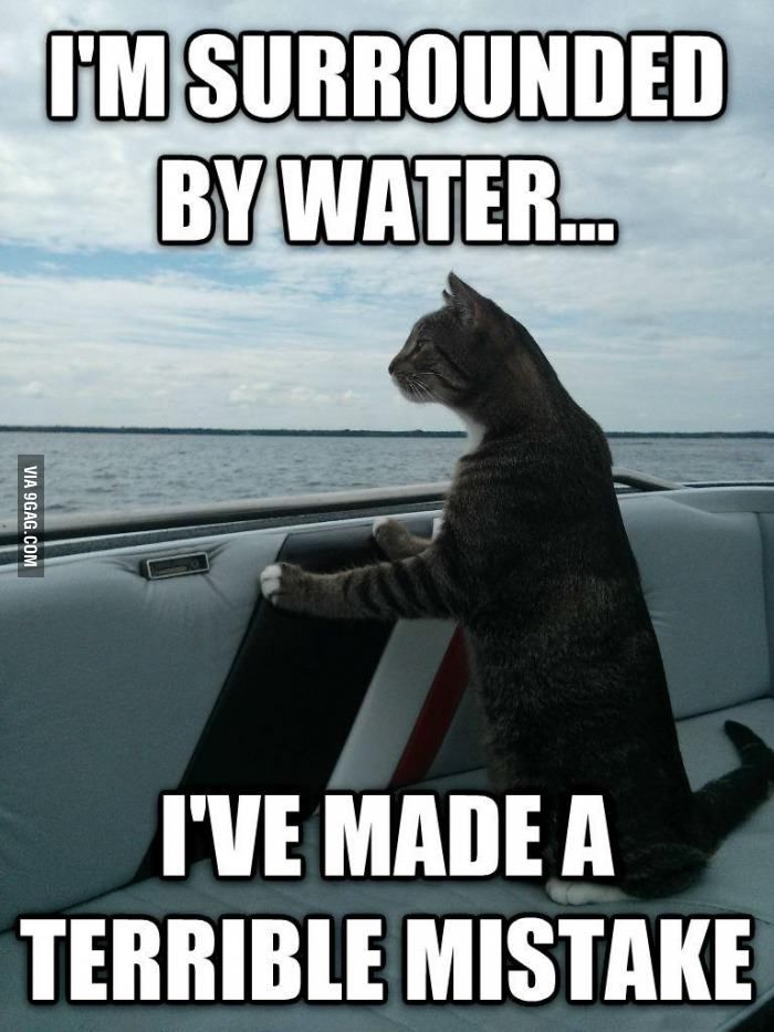 cat on a boat meme